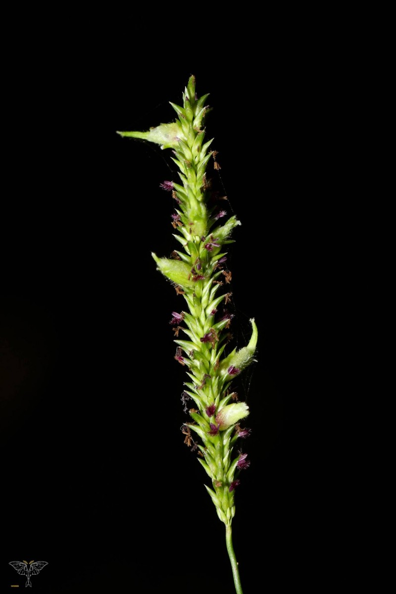 Sacciolepis interrupta (Willd.) Stapf
